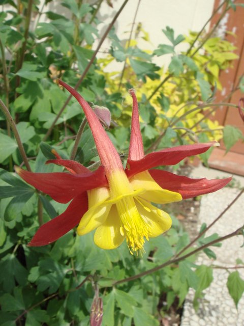 Aquilegia hybride